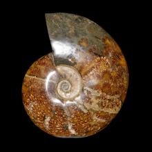 Rare ammonite Clonicras